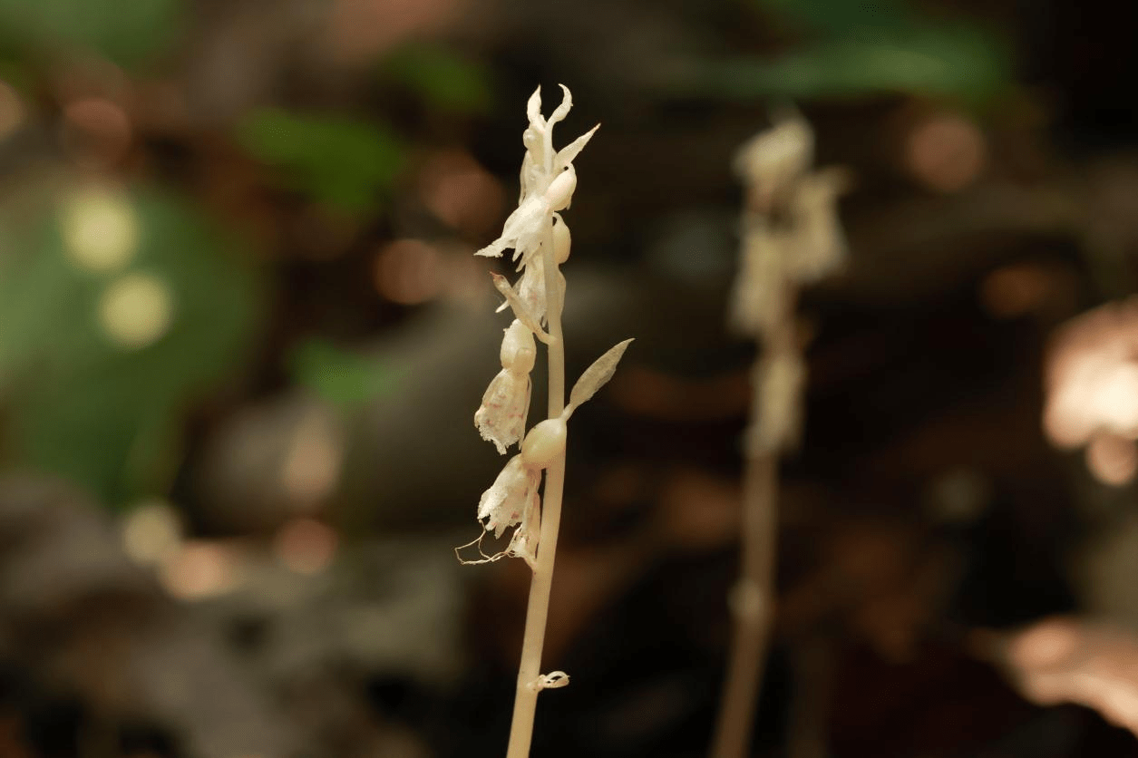 广西弄岗国家级自然保护区首次监测到"幽灵兰花"_植物_巡护_兰科