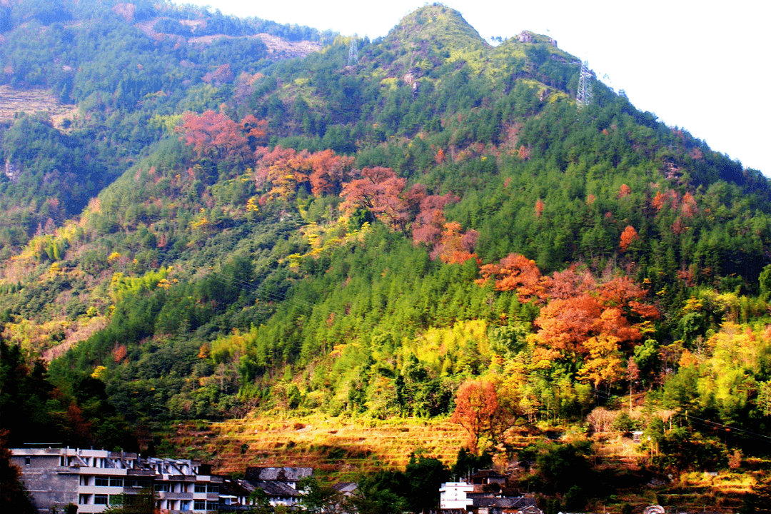 文成县大会岭红枫古道,位于文成县大峃镇北,东起于大峃镇岭脚村,西至