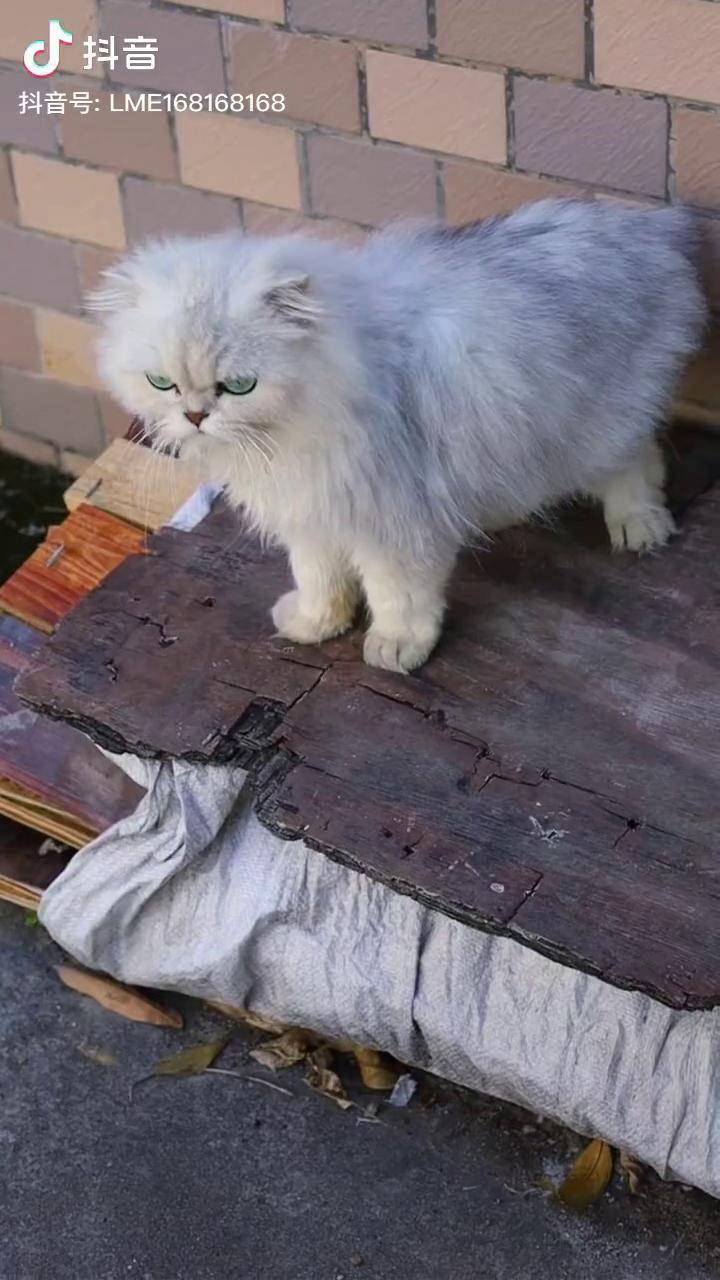 小白说话太搞笑了马骝仔 马骝仔 网红猫小白