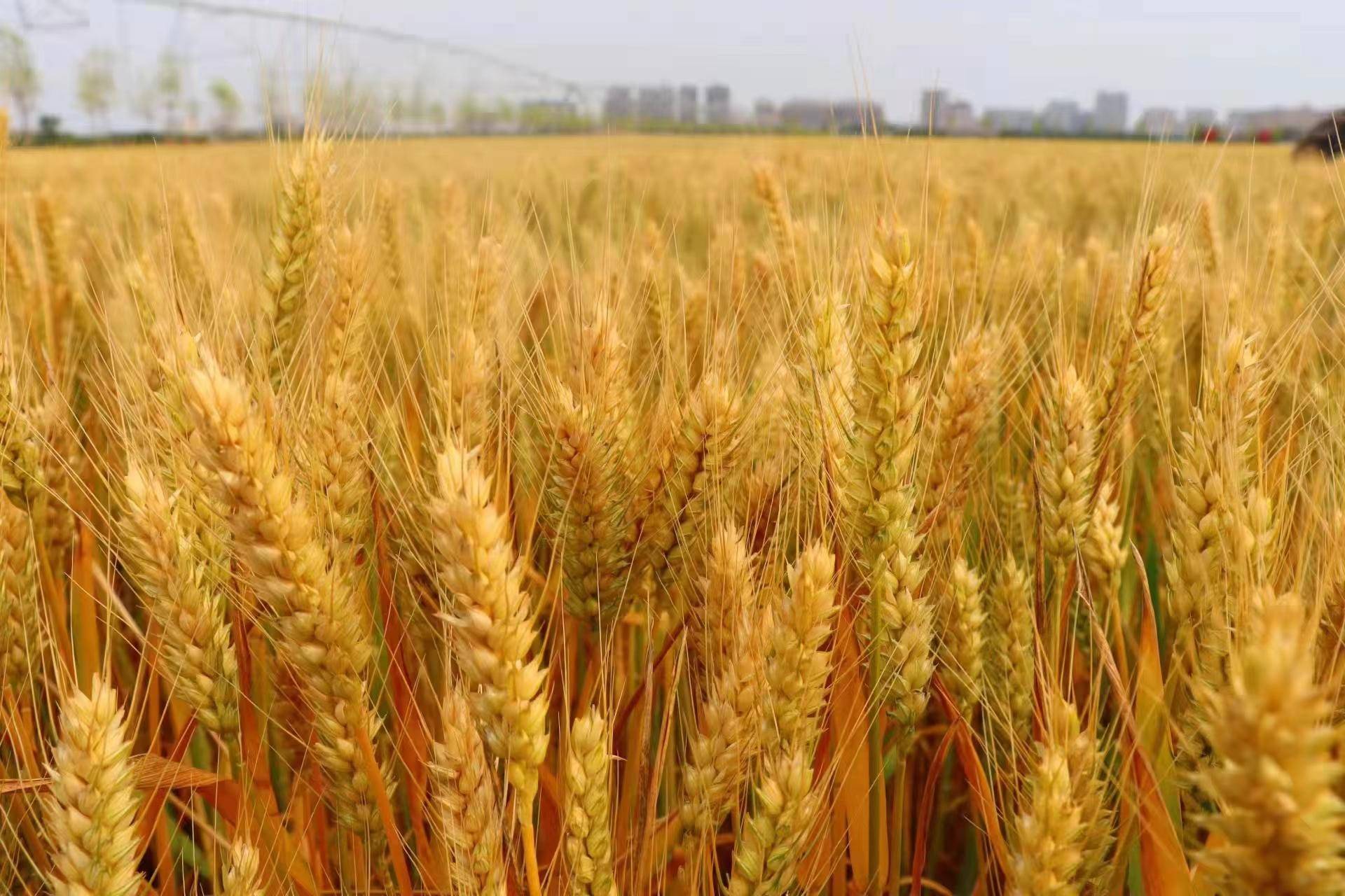 小麦覆陇黄_麦穗_父亲_麦田