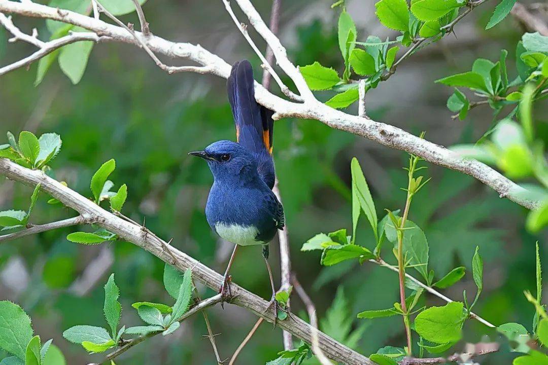 泰山再现明星鸟——白腹短翅鸲_保护_景区_生物