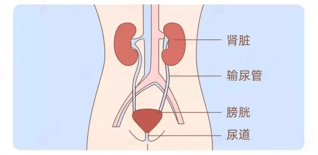 男人膀胱 女性图片