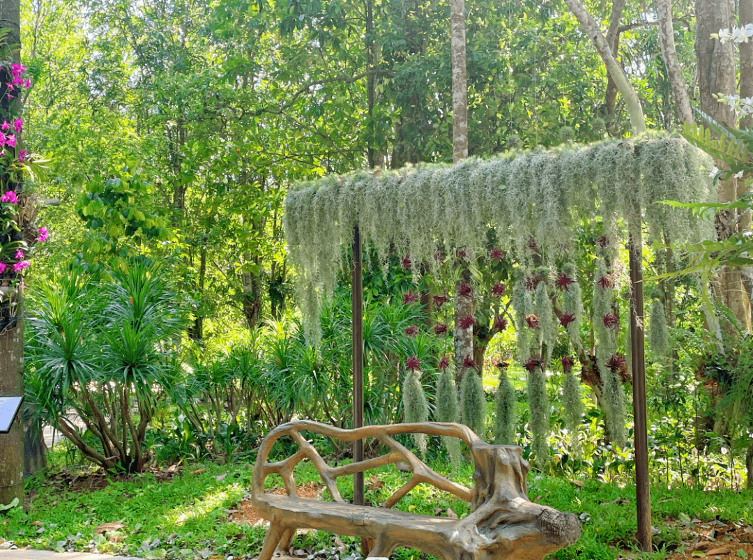 万宁市"兴隆南药园"被认定为国家3a级旅游景区_海南省_植物_科普性