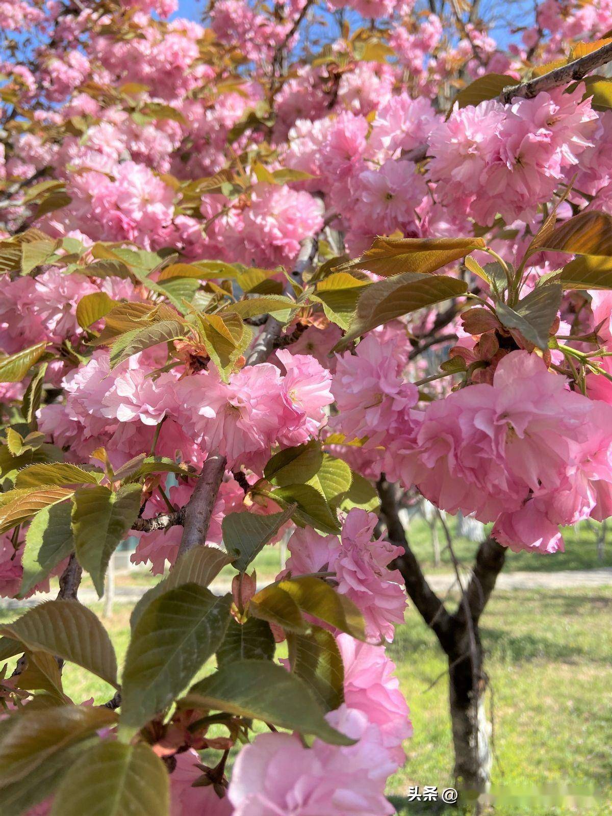 樱花树真实图片浪漫图片