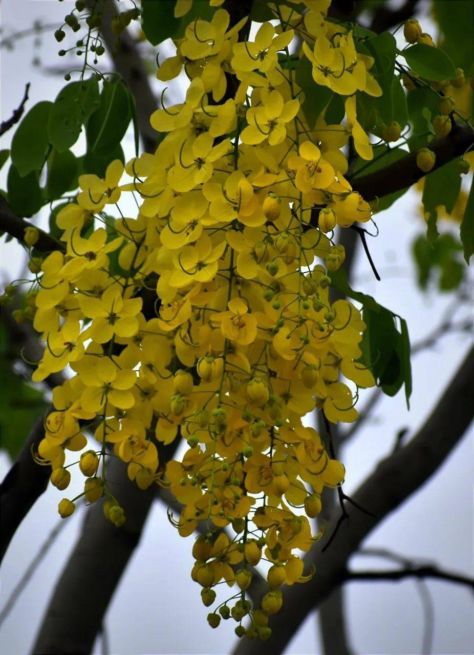 提香 黄金雨图片