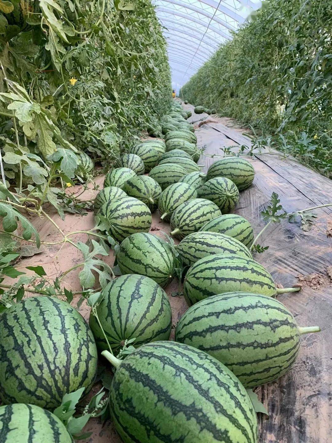 北顿垡村艺霖西瓜采摘园19瓜农:庞各庄小刘瓜果品种:l600有皮薄汁水多