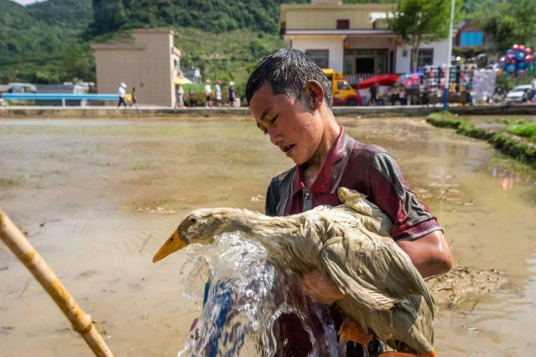 这场插秧节好有趣!_活动_朝门村_发展