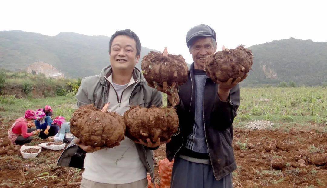 最大的魔芋种植县富源是全国魔芋产业重点县近年来,云南省因地制宜