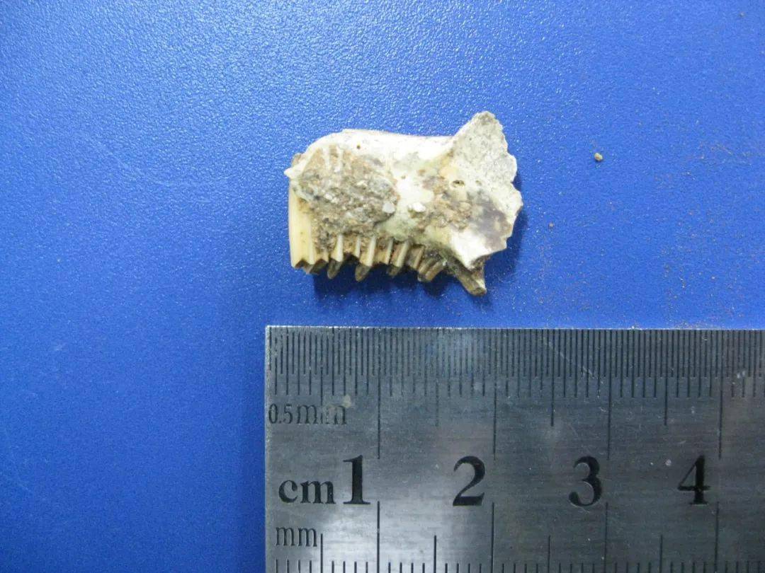 除了恐龙,龙岩还有大熊猫,剑齿象,中国犀……_化石_洞穴_动物群