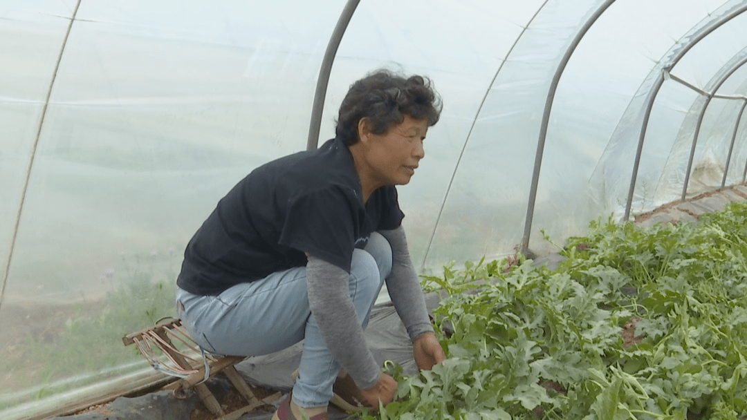 种植_柳屯镇_濮阳县
