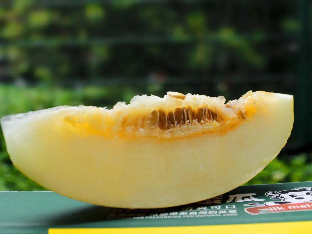 口感像牛奶一般的蜜瓜!