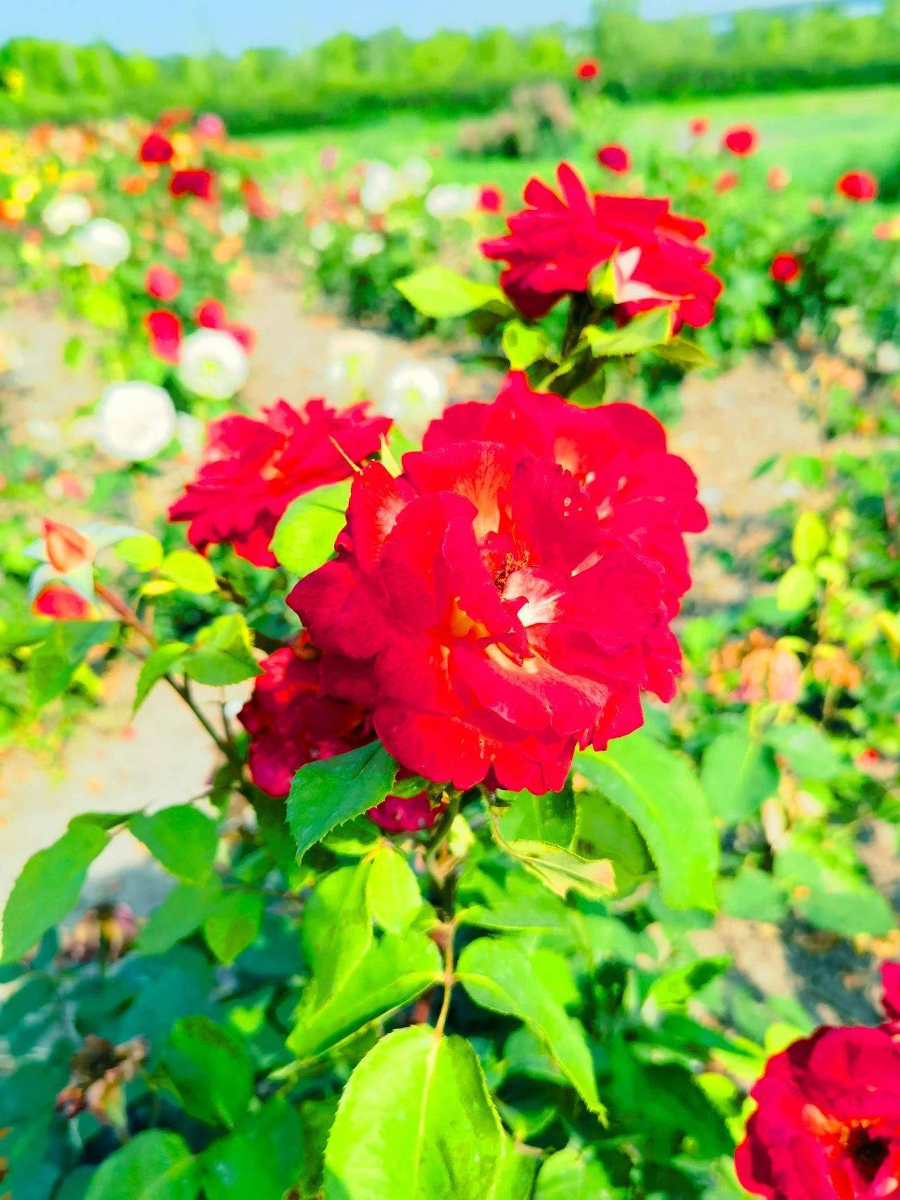 发丝的微风湛蓝的天空是独属于生态城夏日里的小清新洁白的花卉包围着