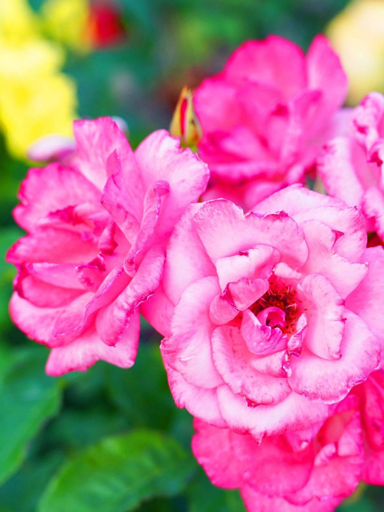 发丝的微风湛蓝的天空是独属于生态城夏日里的小清新洁白的花卉包围着