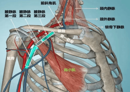 锁骨下静脉解剖位置图片