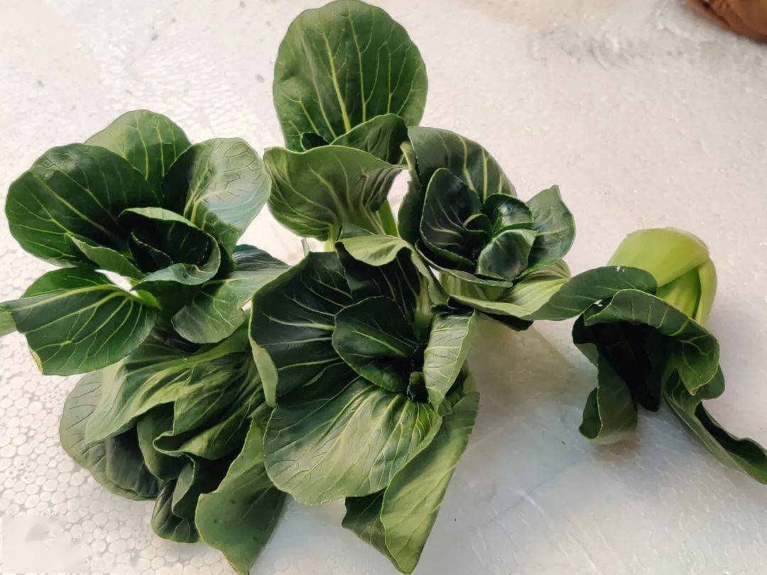 从"宁夏菜心"到"小青仔",这里的冷凉蔬菜不一般_口感_市场_全国