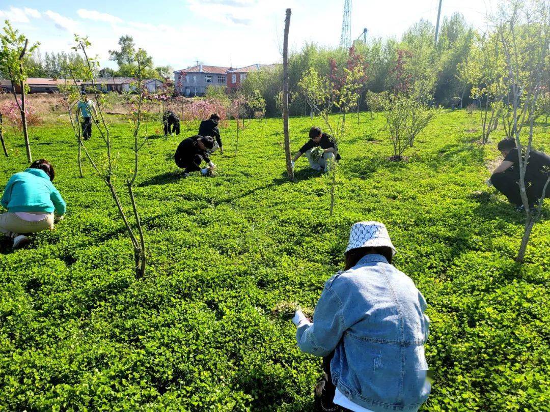 密山市兴凯镇开展"清除杂草 美化家园"志愿服务活动_劳动_分工协作