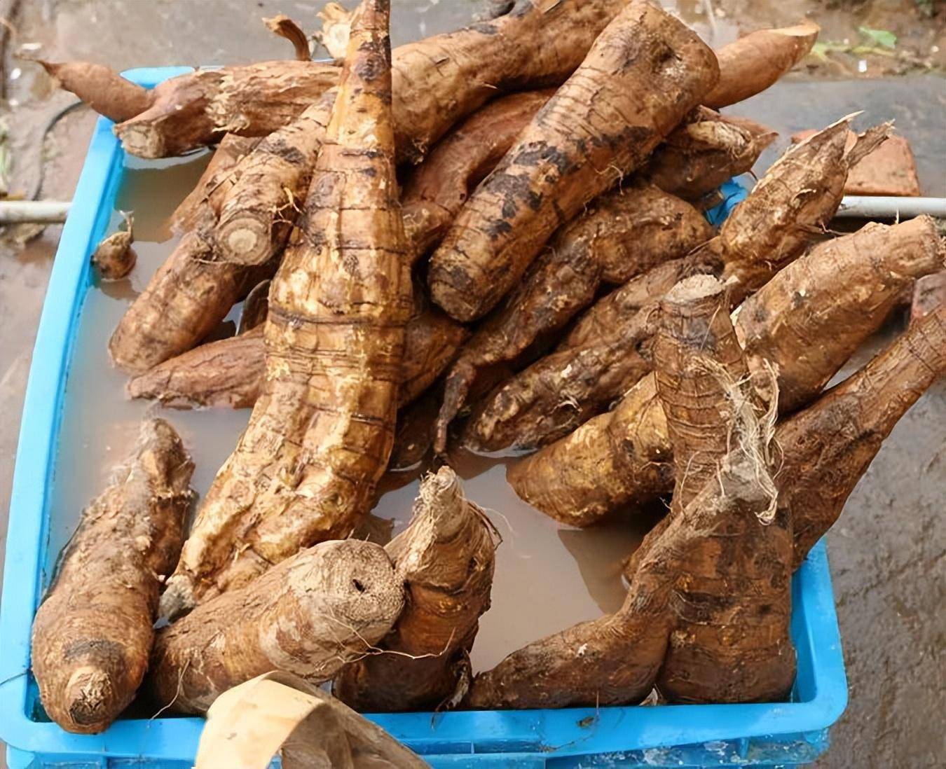 中国葛之乡——横峰_葛根_葛粉_葛洪为