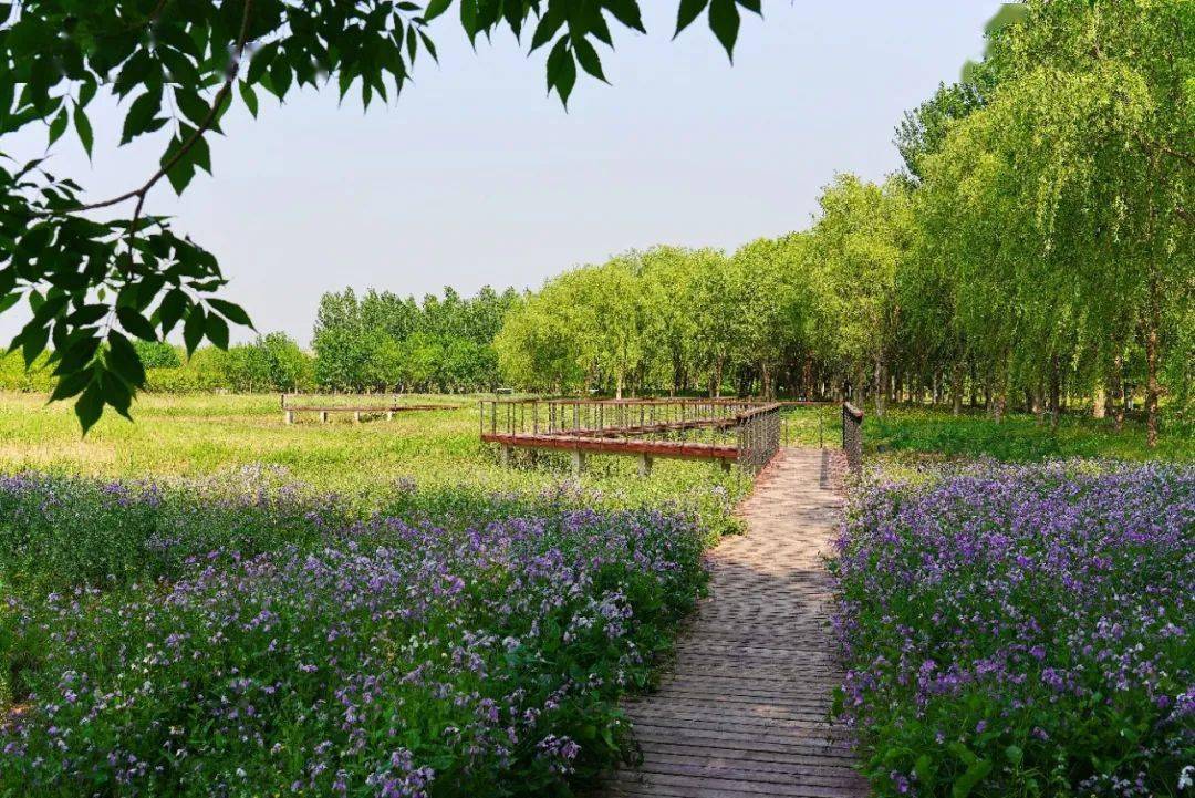 《馬駒橋溼地公園》位於北京城市副中心,一期工程在馬大路北側,面積為