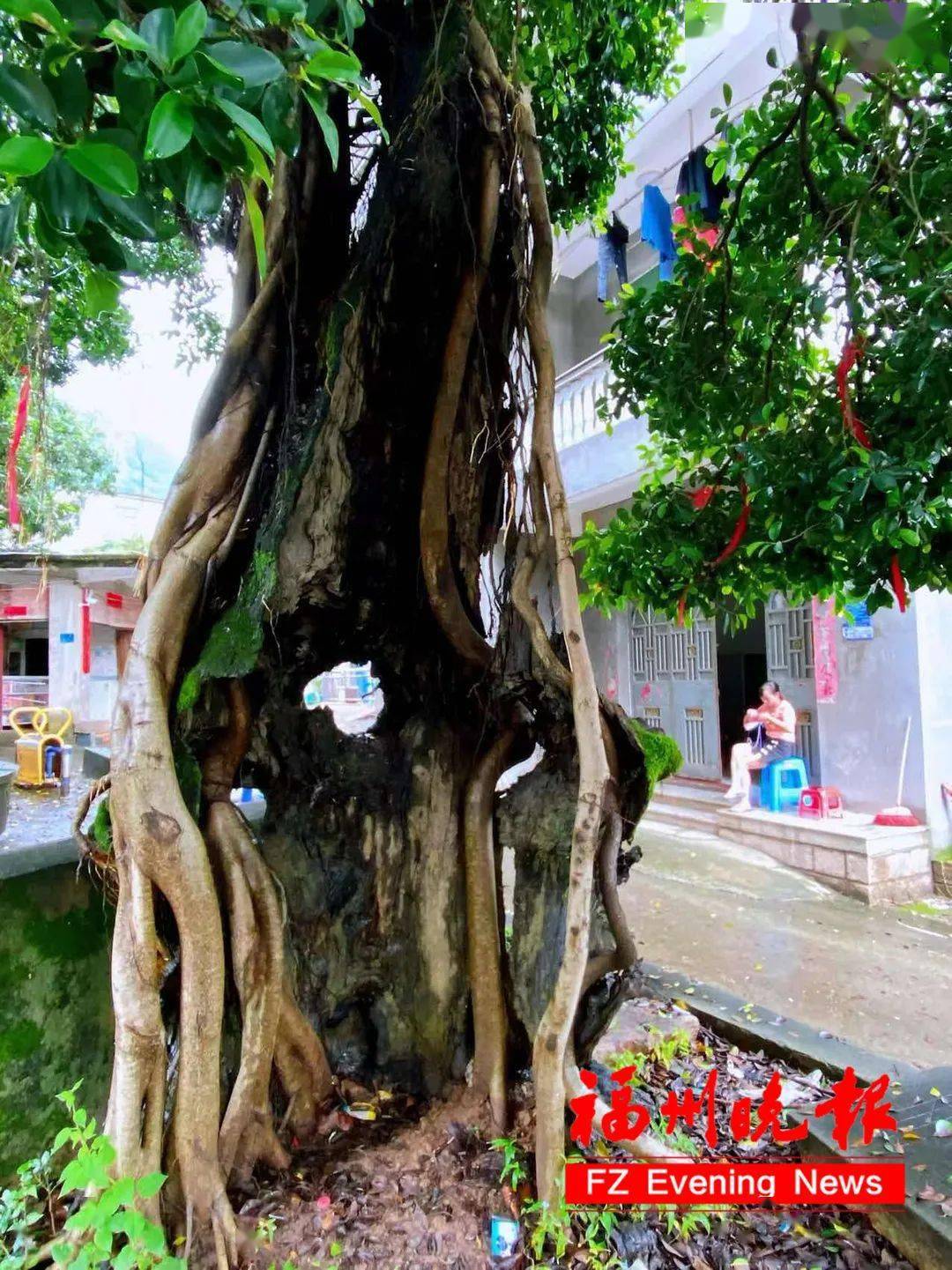 高新区南屿镇桐南村酸枣糕67成功获评市级非遗_冷凝_福州_朱熹