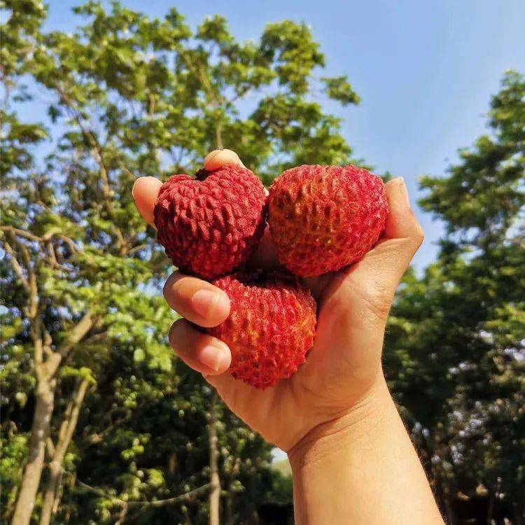 5斤「海口永兴火山口荔枝王」!果肉白嫩,个头硕大,颗粒饱满!