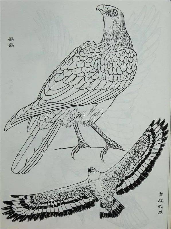 白描禽鳥類畫譜120幅_曇花_般若_波羅蜜