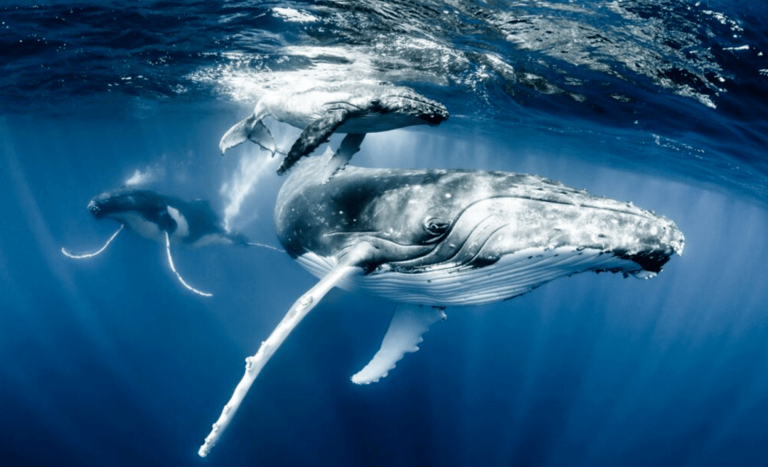 深海壁纸蓝鲸图片