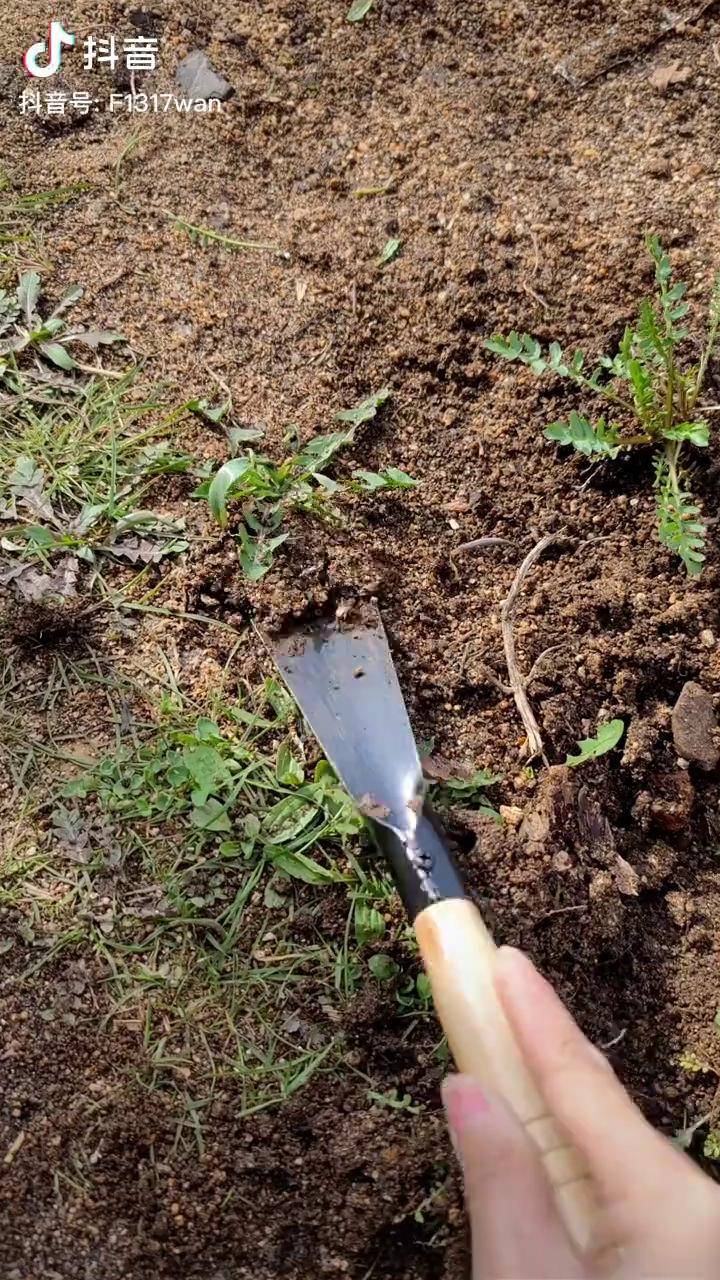 菜园子种菜园艺锰钢小铲子好物分享 园林工具 农业种植 挖野菜 小铲子