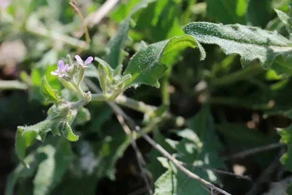 早春新疆|十字花科的迷思1_角果_检索_形态