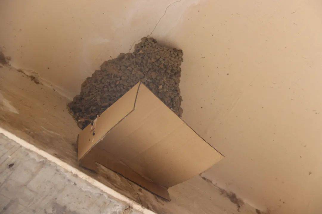 "多名热心读者致电北青社区报热线称,裕龙四区北侧的底商,有许多燕子