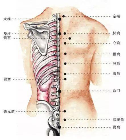 正确刮痧刮背方法图解图片