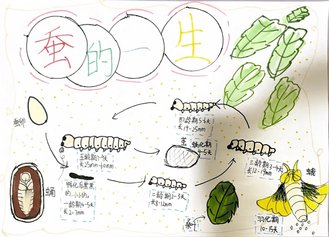 童心献礼十周年 科技筑梦向未来——"苹果树"科技节之中年段自然笔记