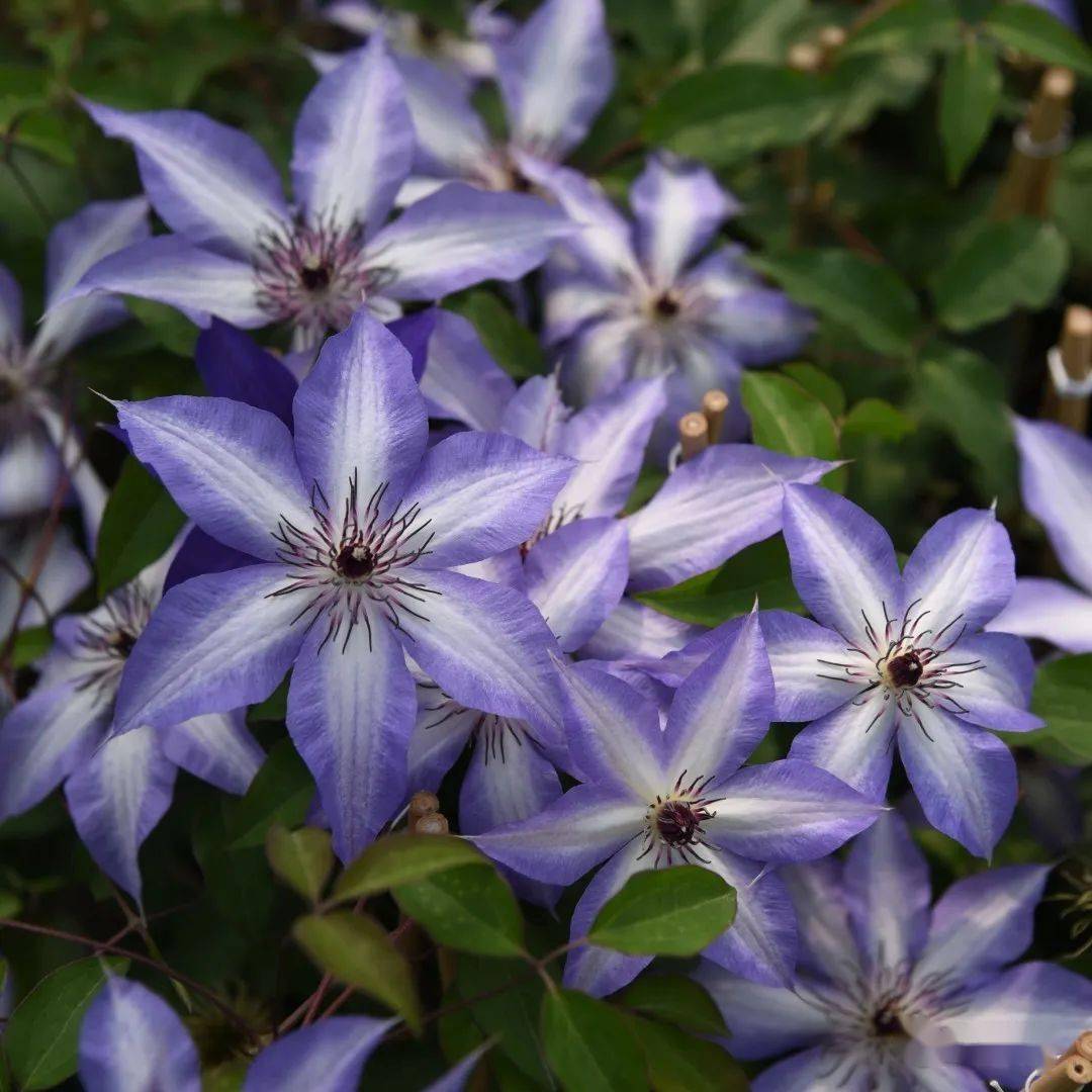 玛丽绿色激情琉璃烈火科尔蒙迪利女士卡娜瓦居里夫人