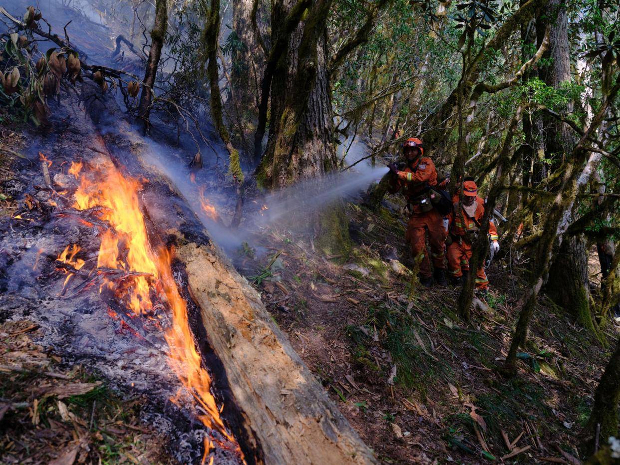 海拔3700米原始森林 消防员扑灭1棵百年大树用水10吨_凉山_火场_四川