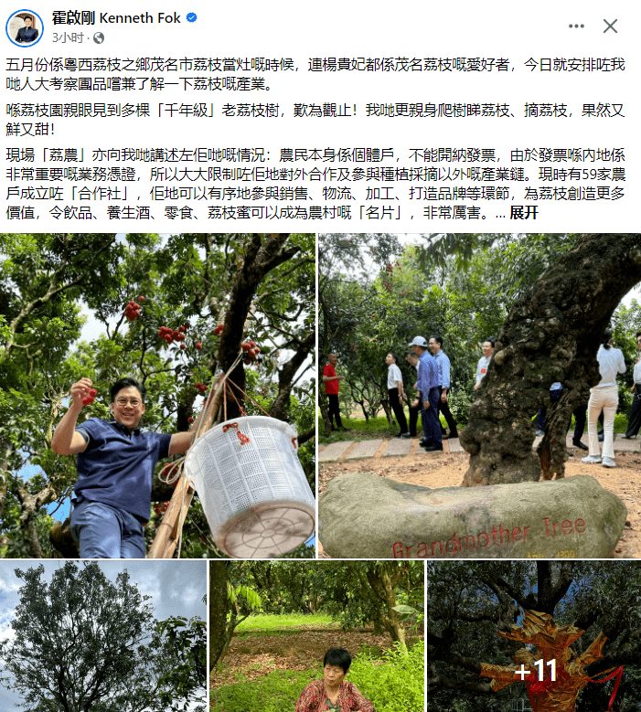 霍启刚现身茂名！在高州根子贡园爬树摘荔枝，大赞高州荔枝很甜_穿着_邝美云_照片