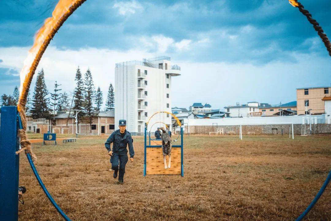 这群警犬帅了我们n次_训导员_训练_歹徒