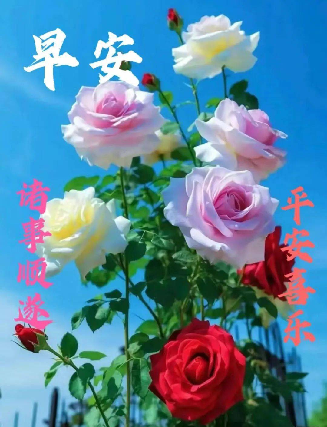 吉祥如意送给你,愿你幸福又安康.早安!_生活_亲爱的_柴米油盐