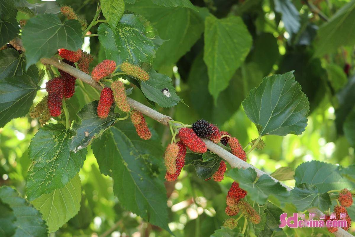 德州夏津:黄河故道生态好 椹果飘香促发展_活动_游客_桑椹