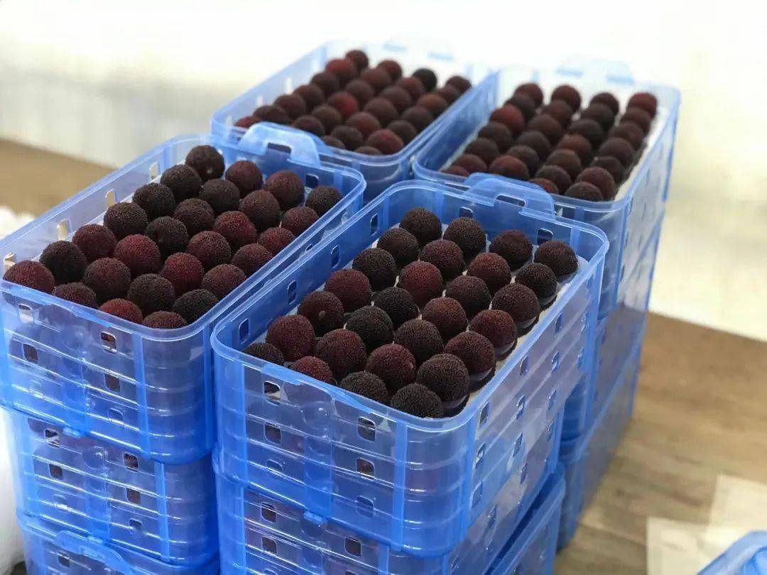 快递包装流程:杨梅颗粒包装—真空—预冷—冰袋—泡沫箱—纸箱—保温