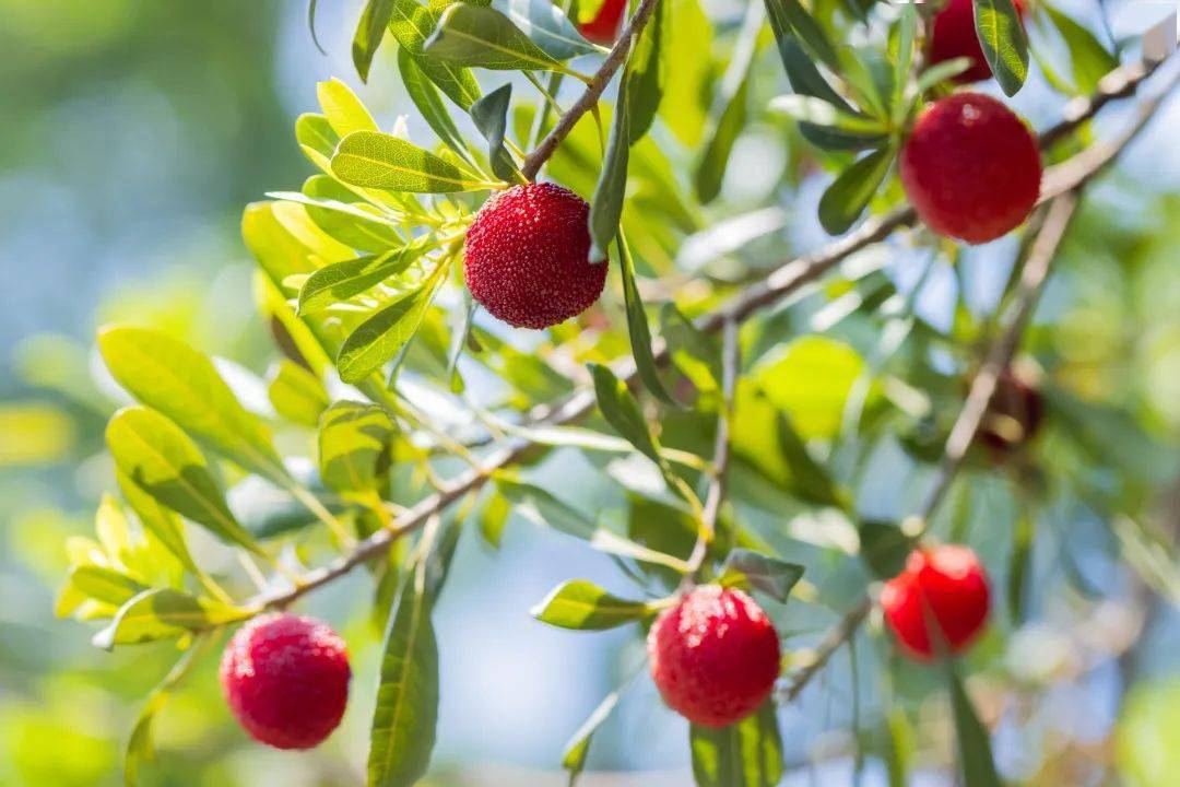 树山杨梅即将甜蜜上市!_小树_果实_生活