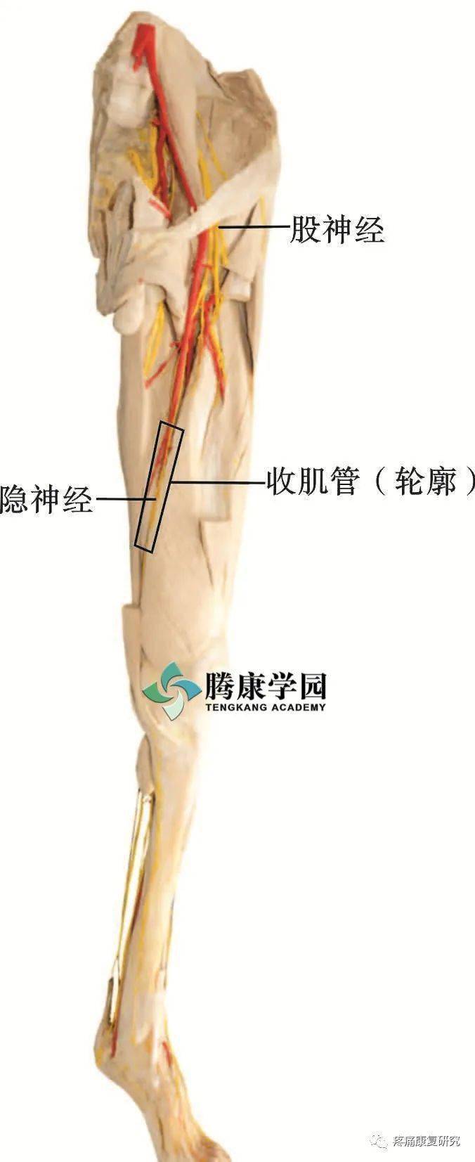 评估触诊检查:首先定位股前内侧中1/3段,通过缝匠肌按压深面的收肌管