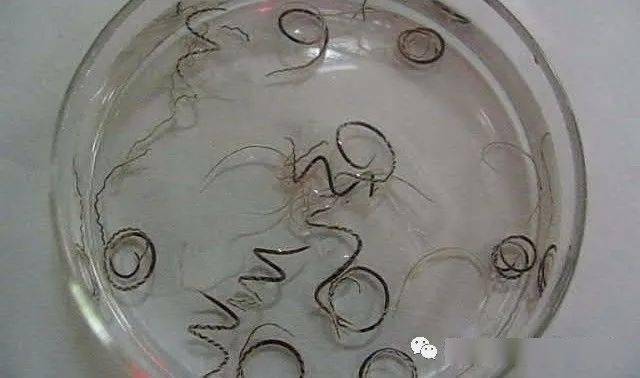 福寿螺的一些特点