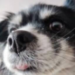 孟巍威猛