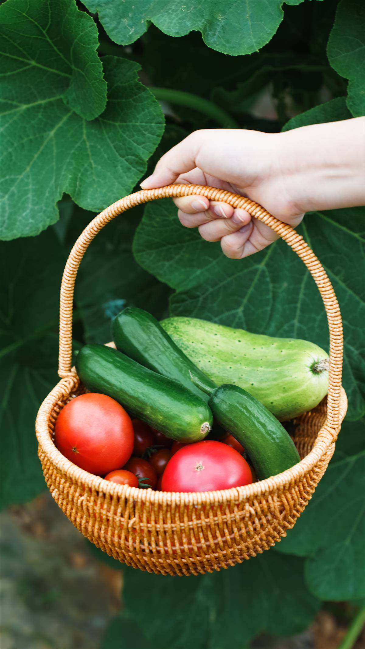 这里的瓜果熟了,你还在等什么_武汉_蔬菜_水果