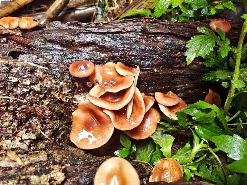 保山| 又是一年香蕈香 村民上山采菇忙_食用_松山_小时