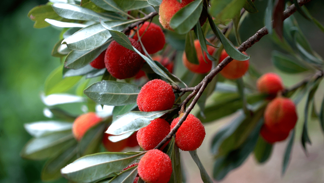 桂林这个地方的杨梅超抢手_杨梅村_恭城_村民