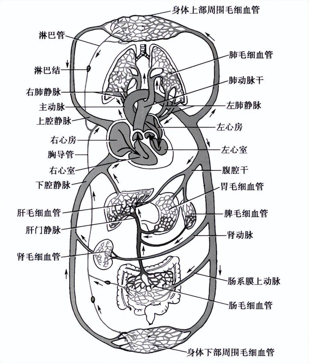 心脏左右心室图简图图片