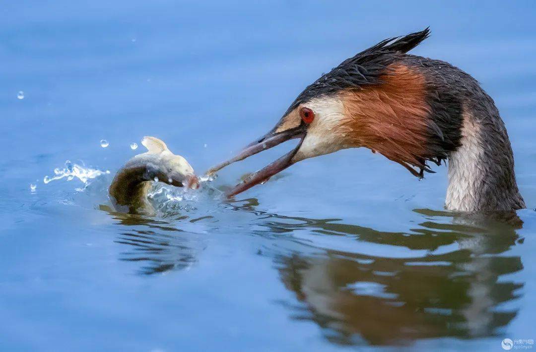 《放过我吧》作者:蒙哥儿dl《我来了》作者:快乐老头《黑脸琵鹭》作者