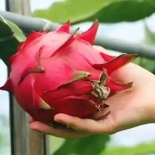 活动预告 | "爱成都 迎大运"—"微醺城厢 消暑一夏"水果采摘,美食大