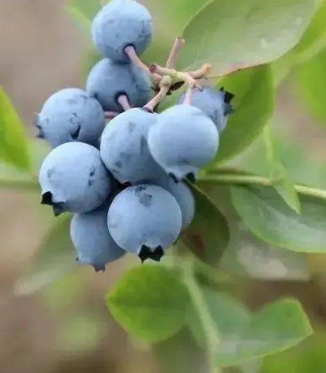 活动预告 | "爱成都 迎大运"—"微醺城厢 消暑一夏"水果采摘,美食大