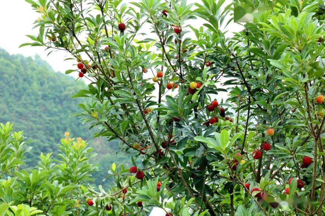 【聚焦】贵州麻江:夏日甜蜜 河山村杨梅成熟上市_种植_杨昌寿_游客